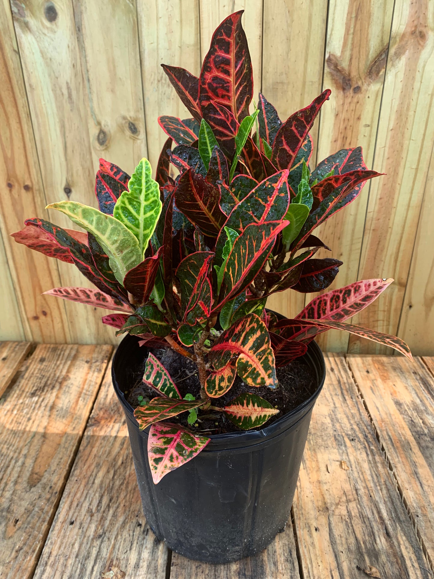 Croton petra