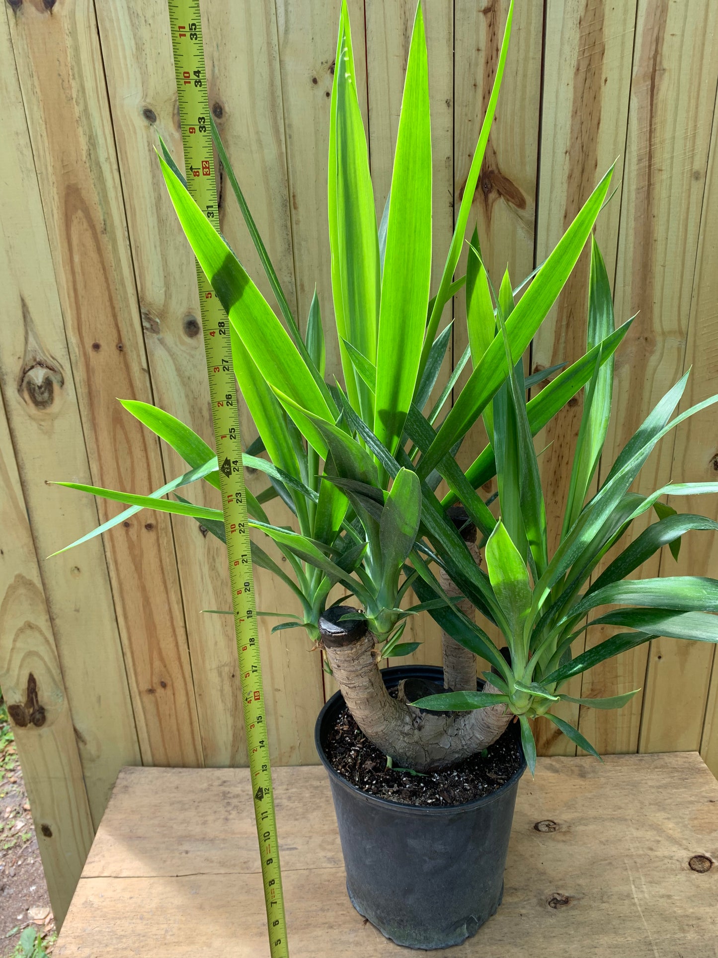 Yucca Cane stump