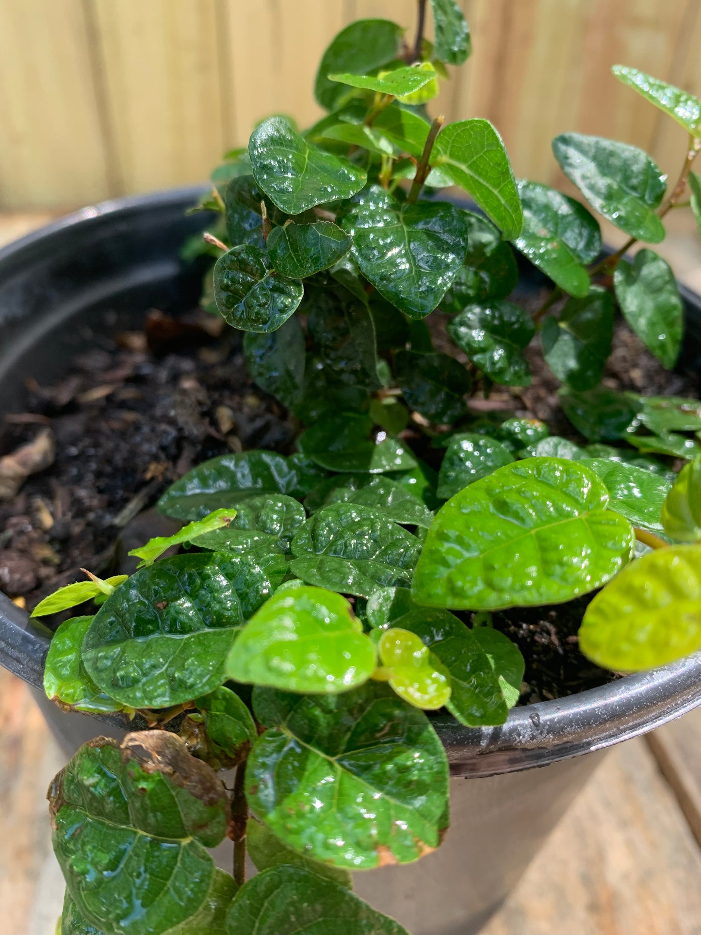 Creeping Fig (Ficus Repens)