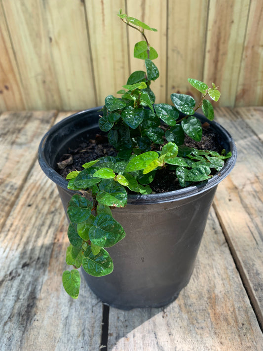 Creeping Fig (Ficus Repens)