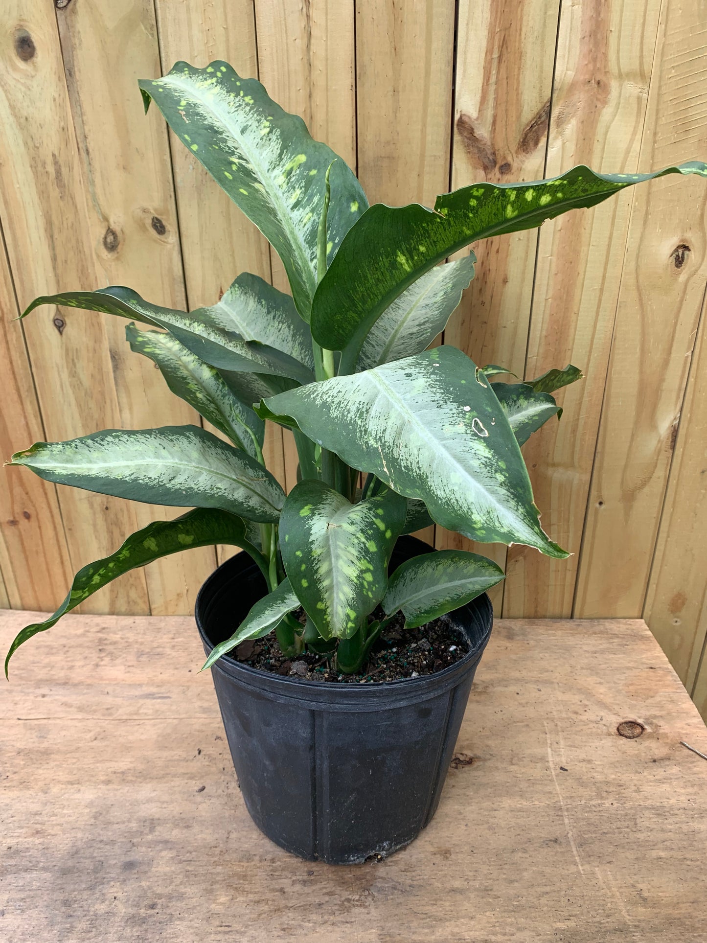 Dieffenbachia Panther