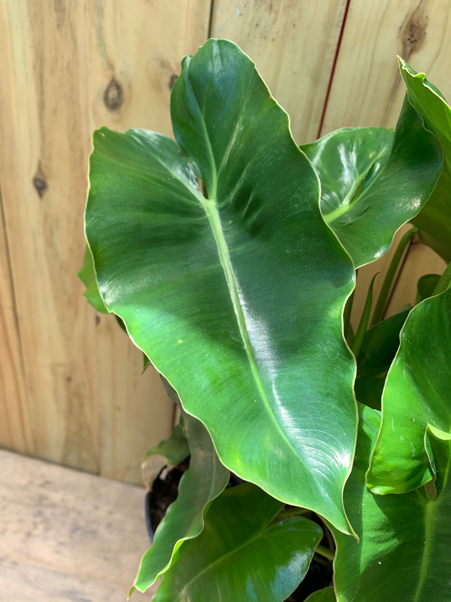 Philodendron Burle Marx