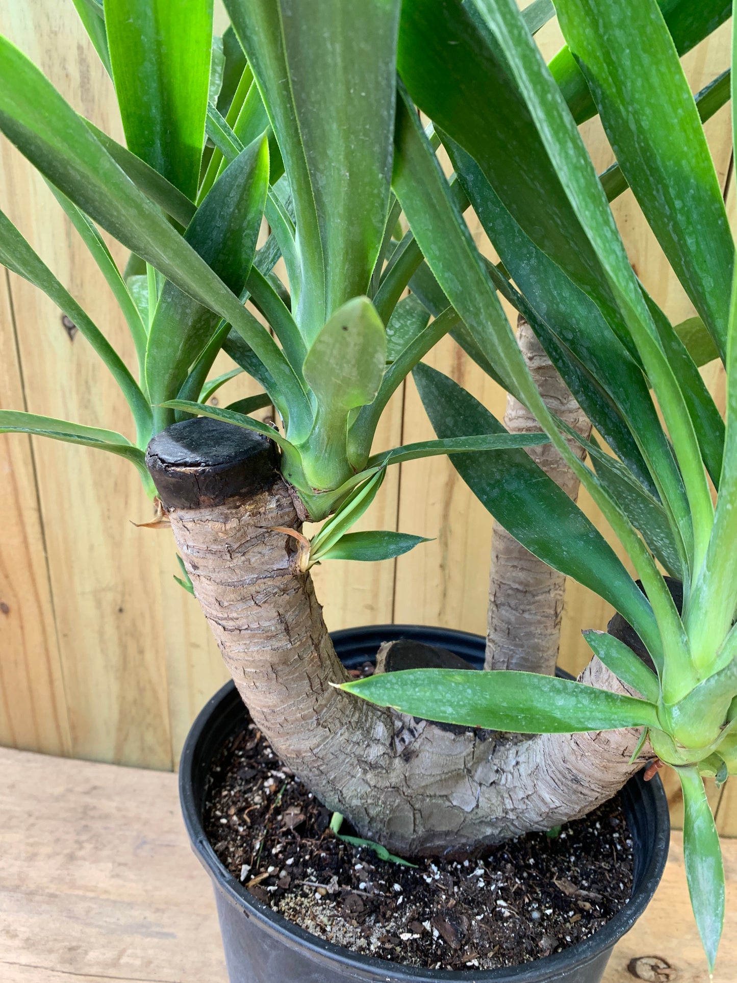 Yucca Cane stump