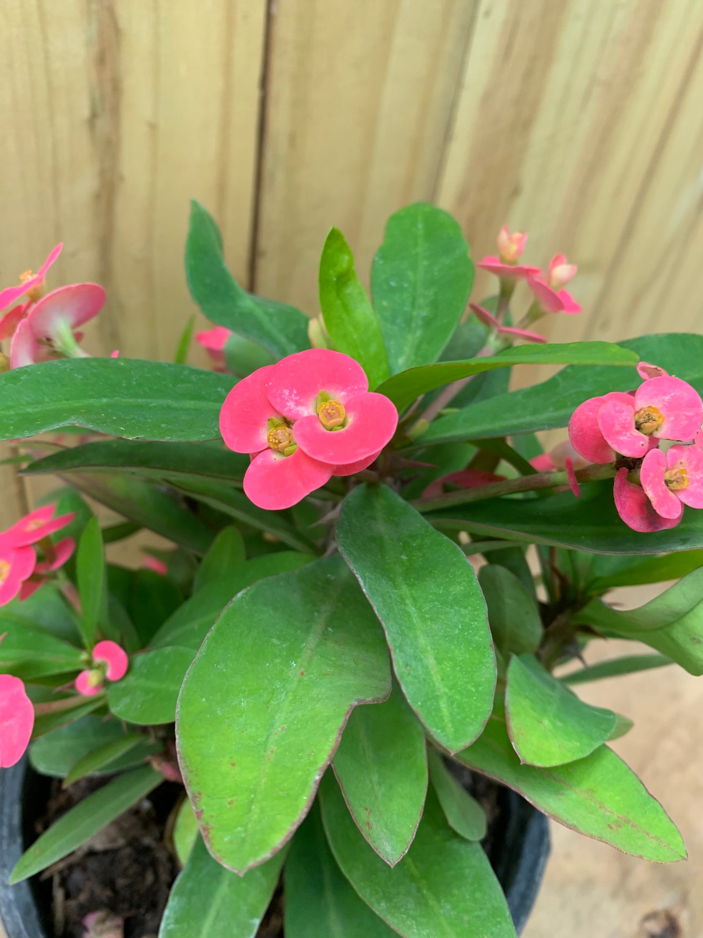 Crown of thorns Pink Cadillac