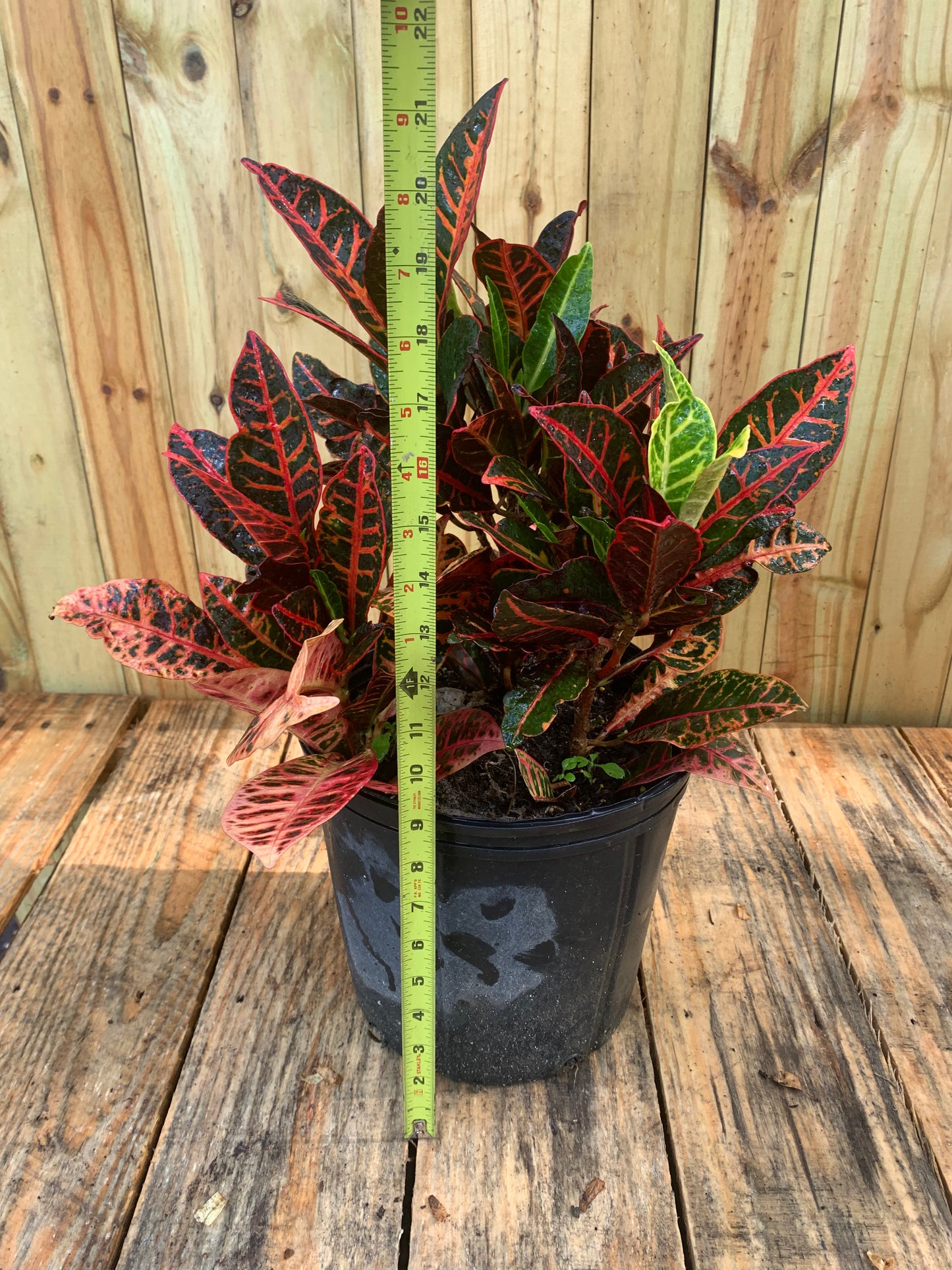 Croton petra