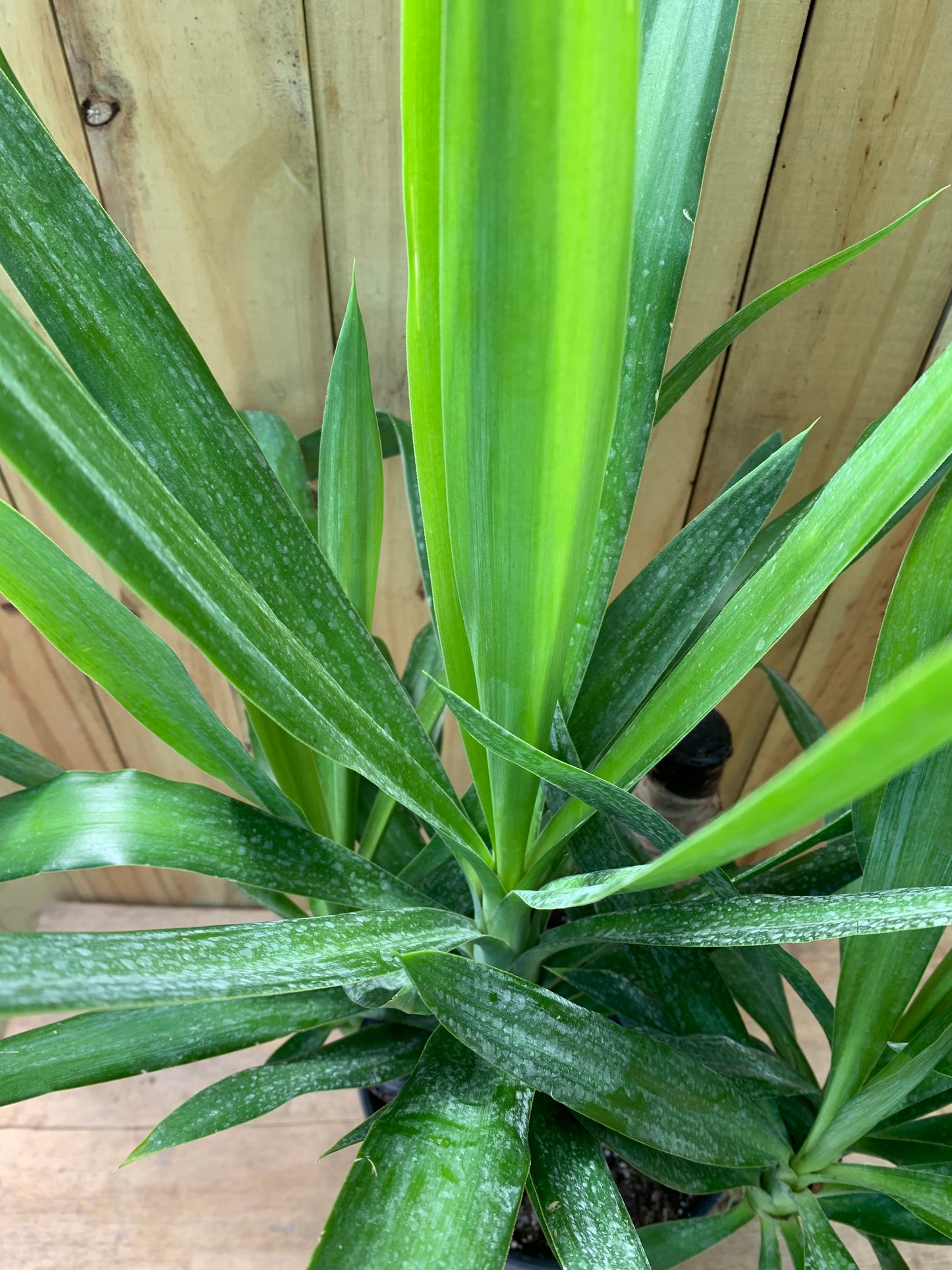 Yucca Cane stump