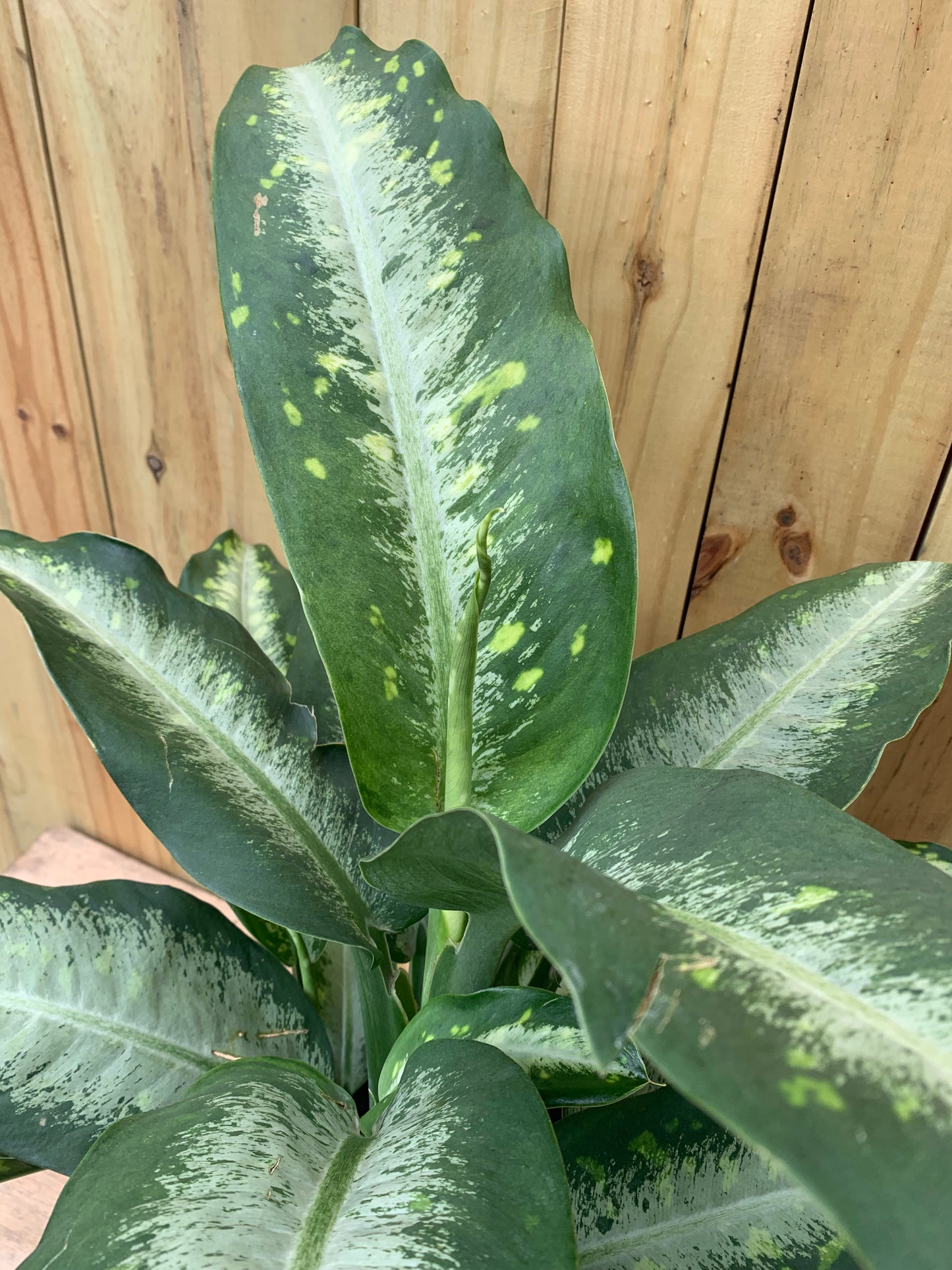 Dieffenbachia Panther