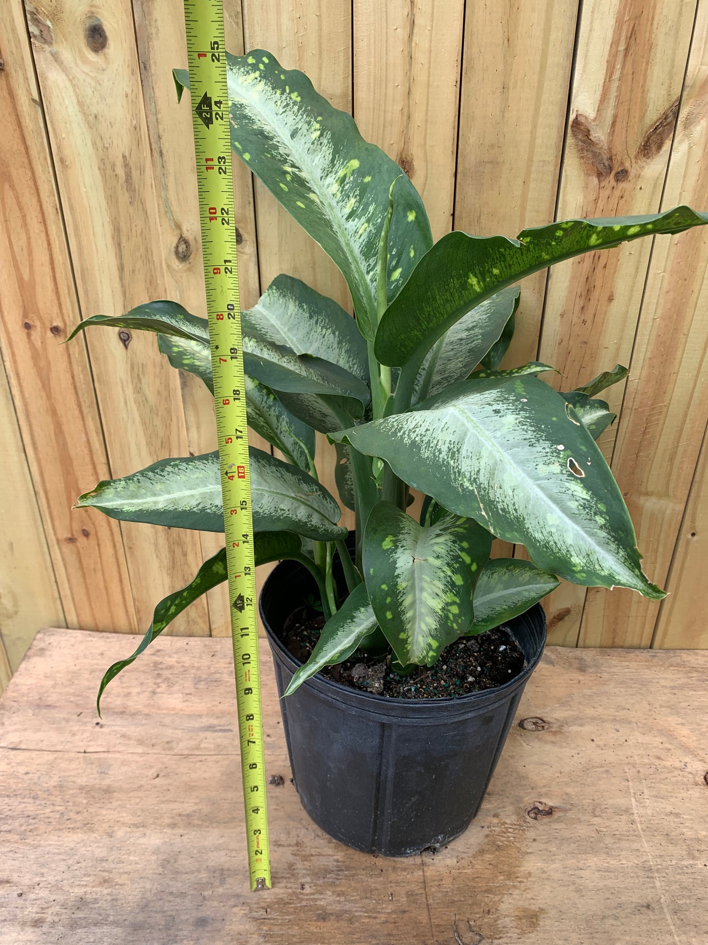 Dieffenbachia Panther