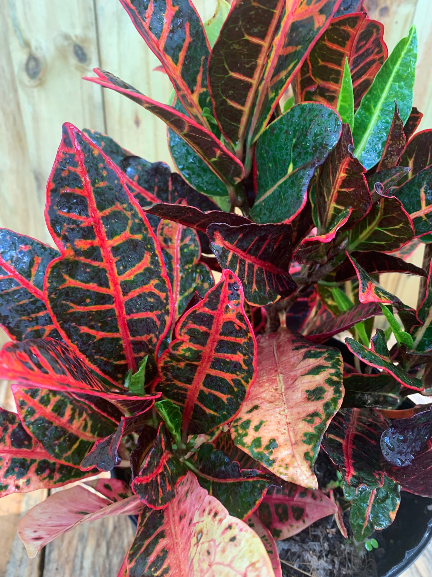 Croton petra