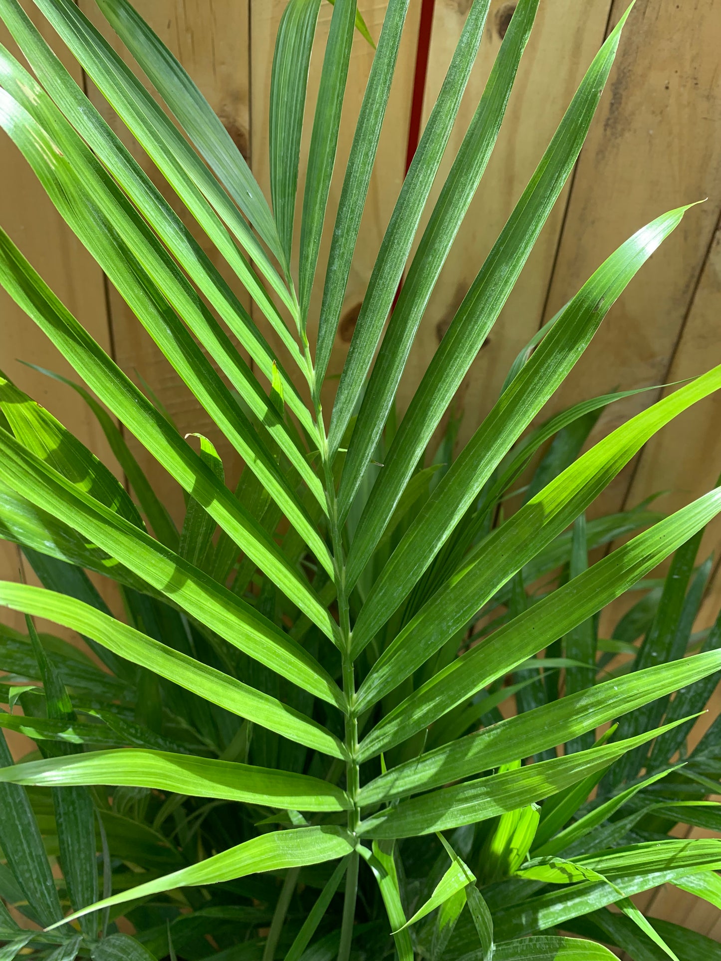 Cat palm