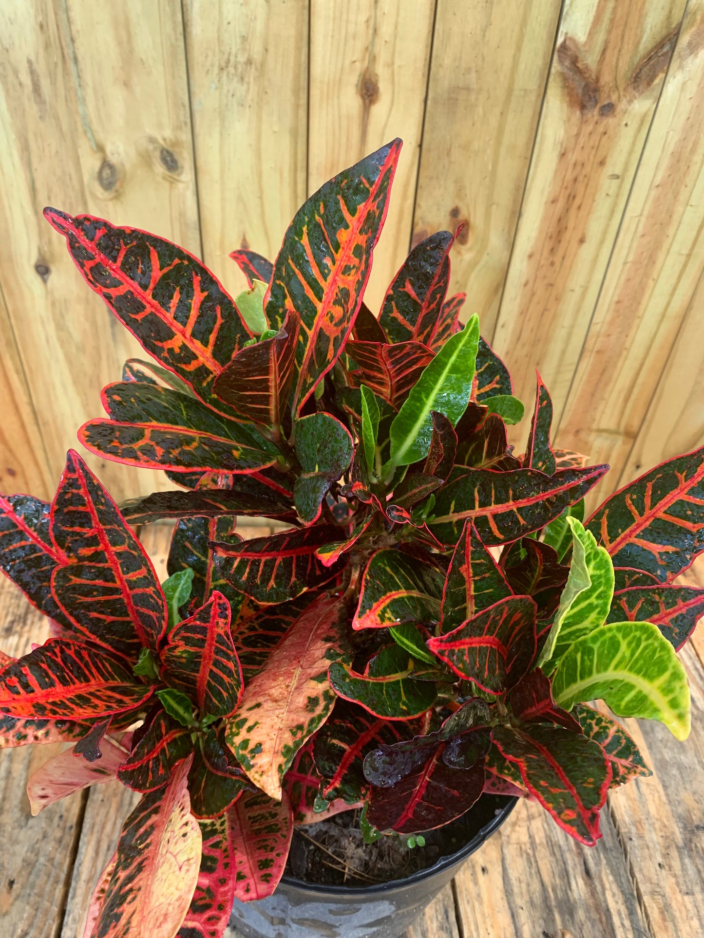 Croton petra