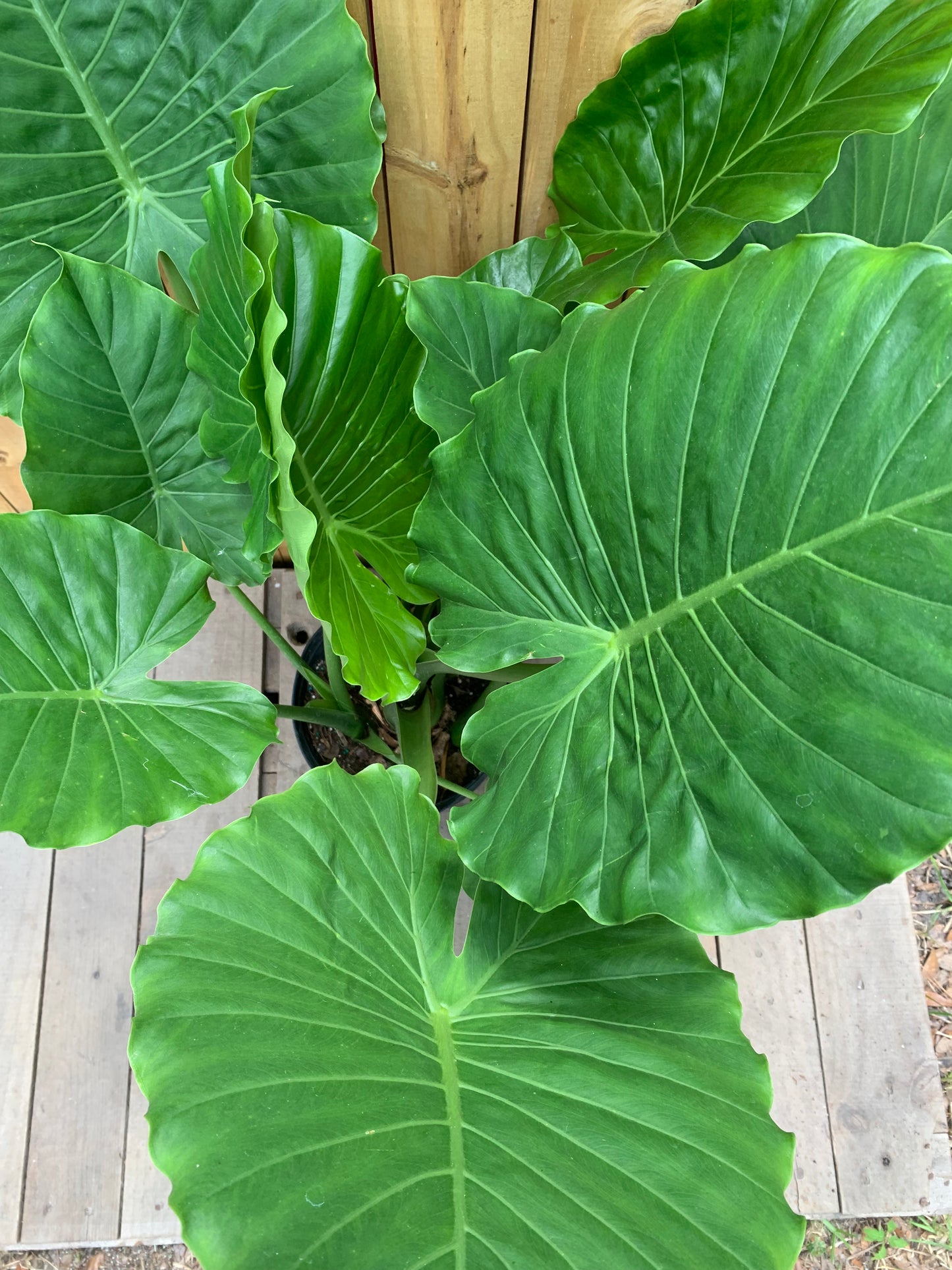 Alocasia California