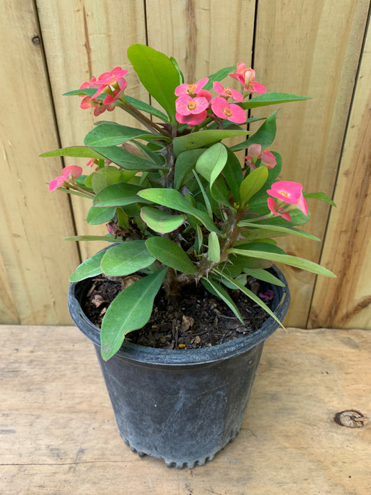 Crown of thorns Pink Cadillac