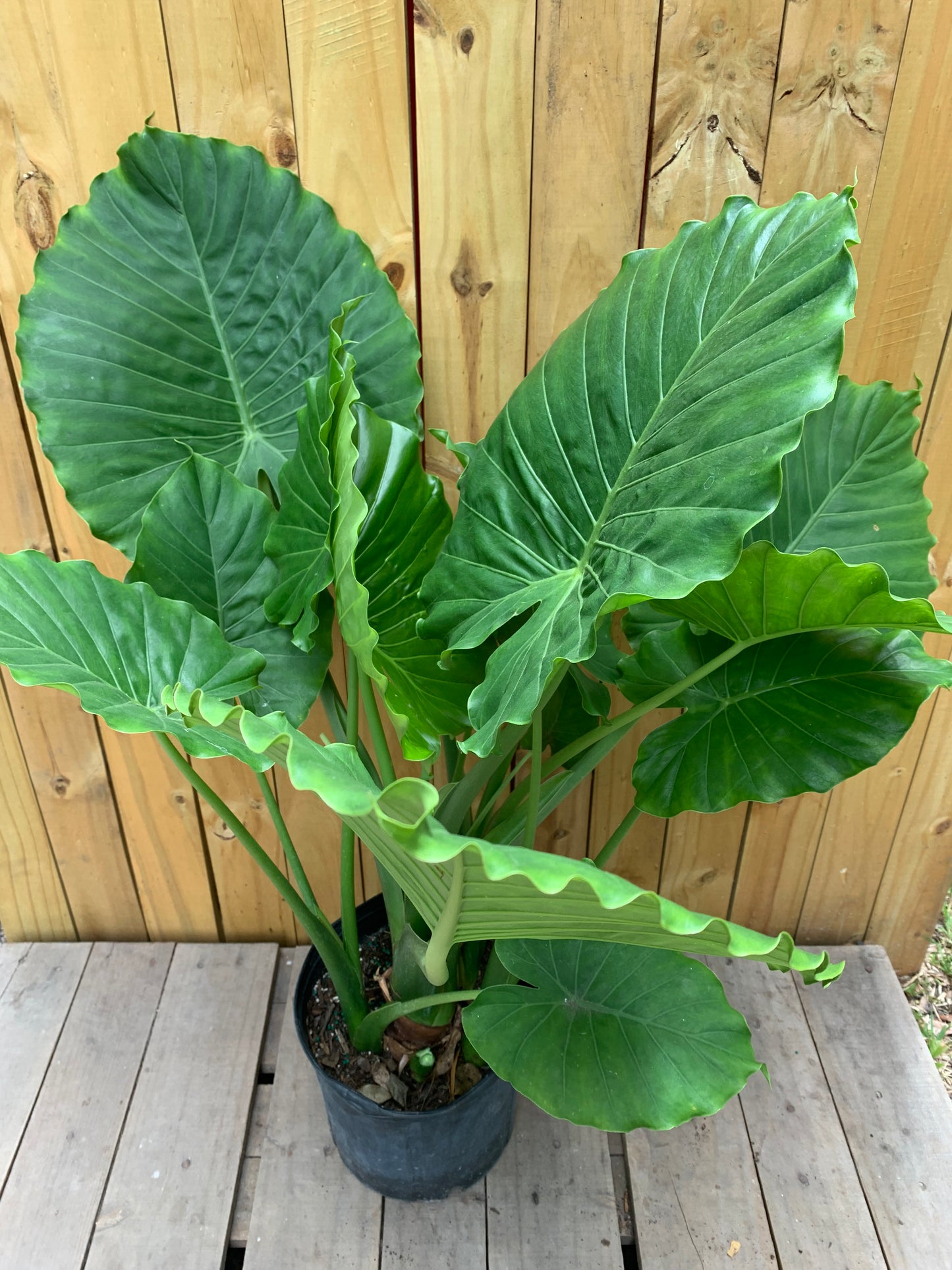 Alocasia California