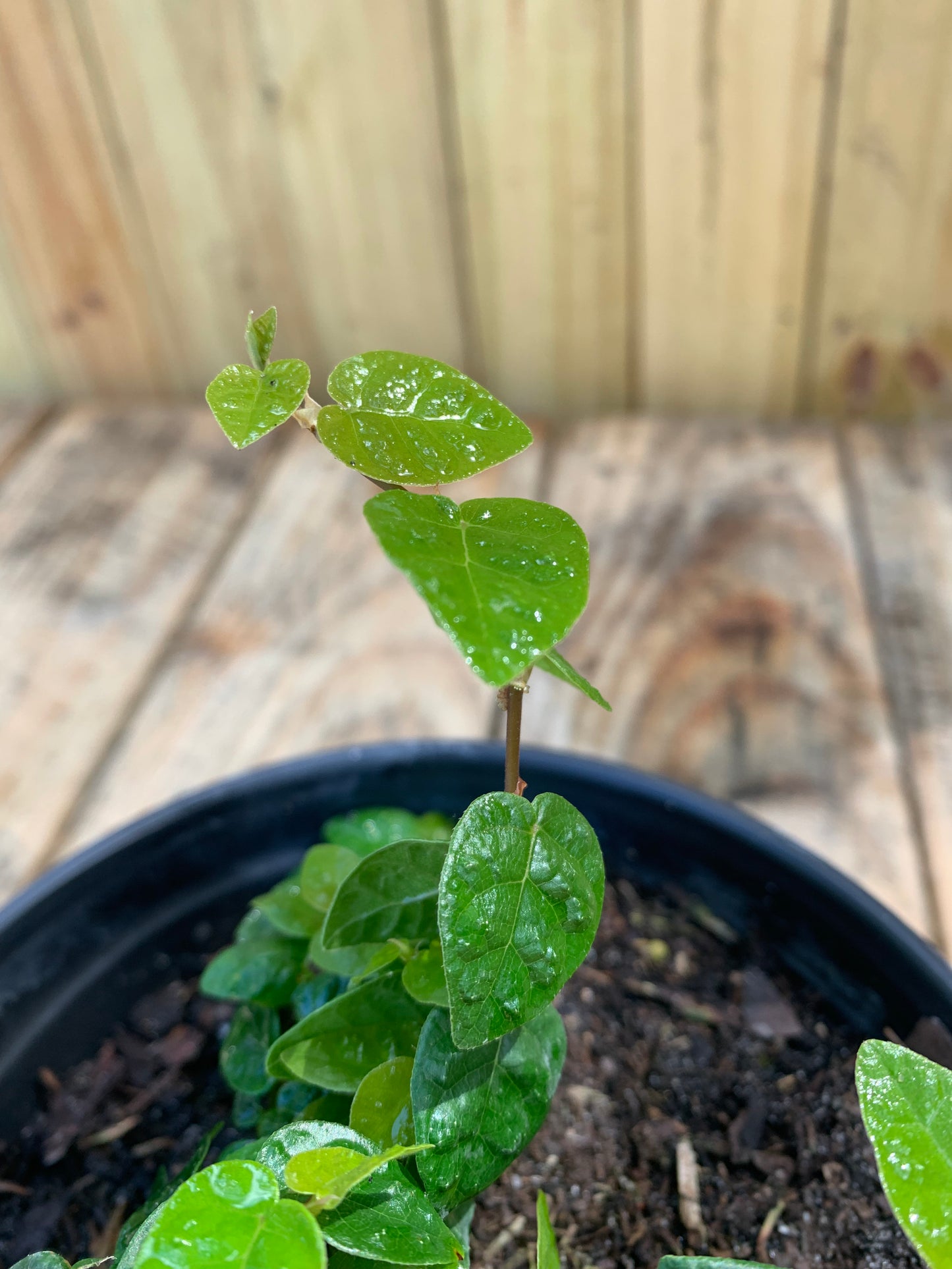 Creeping Fig (Ficus Repens)