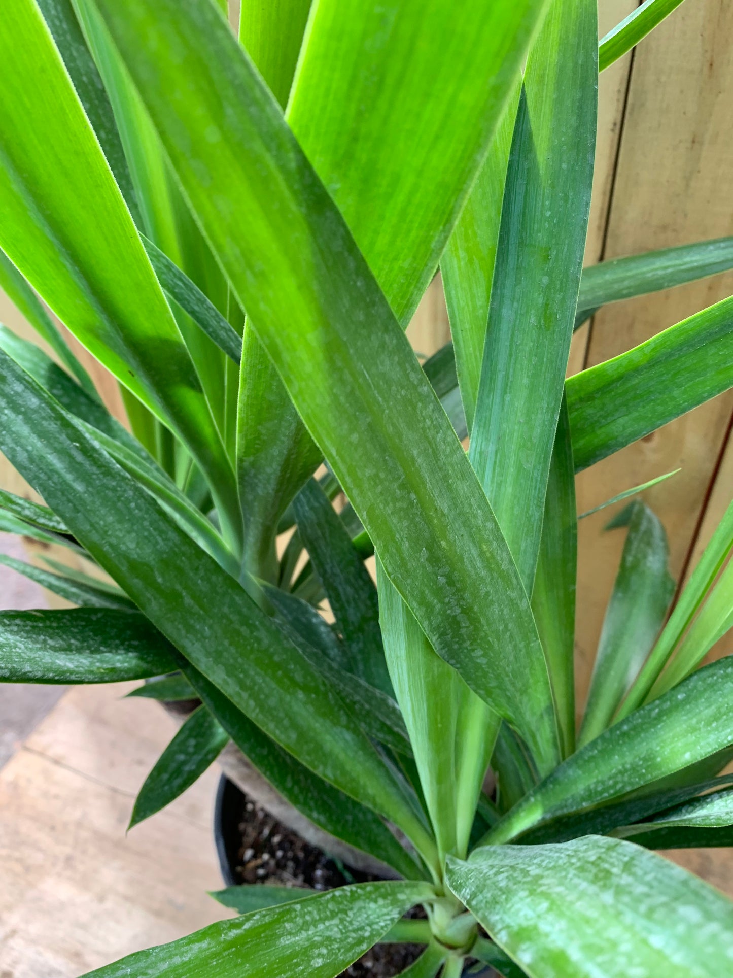 Yucca Cane stump