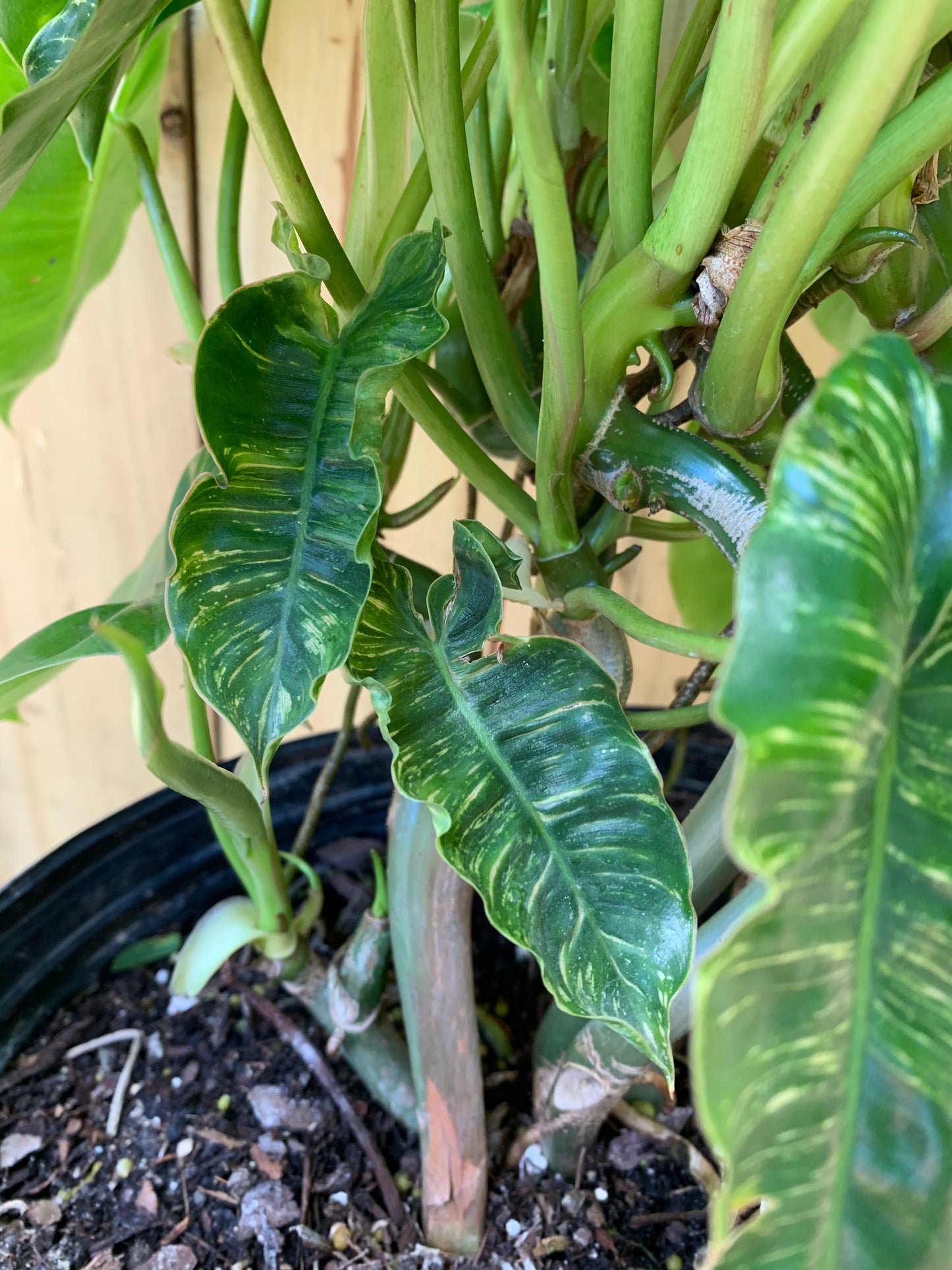 Philodendron Burle Marx