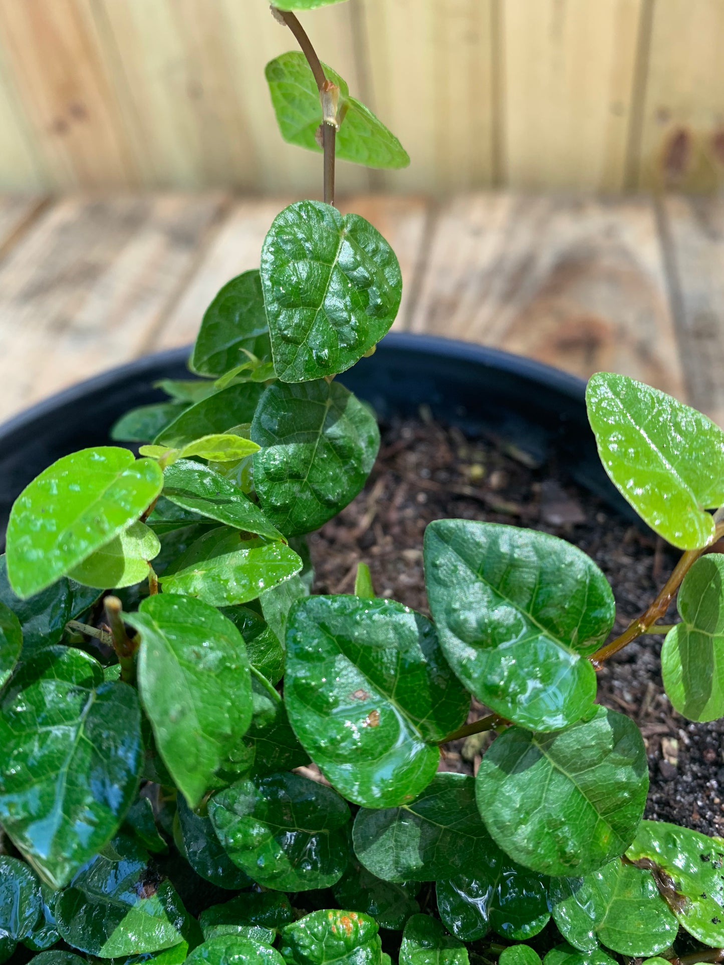 Creeping Fig (Ficus Repens)