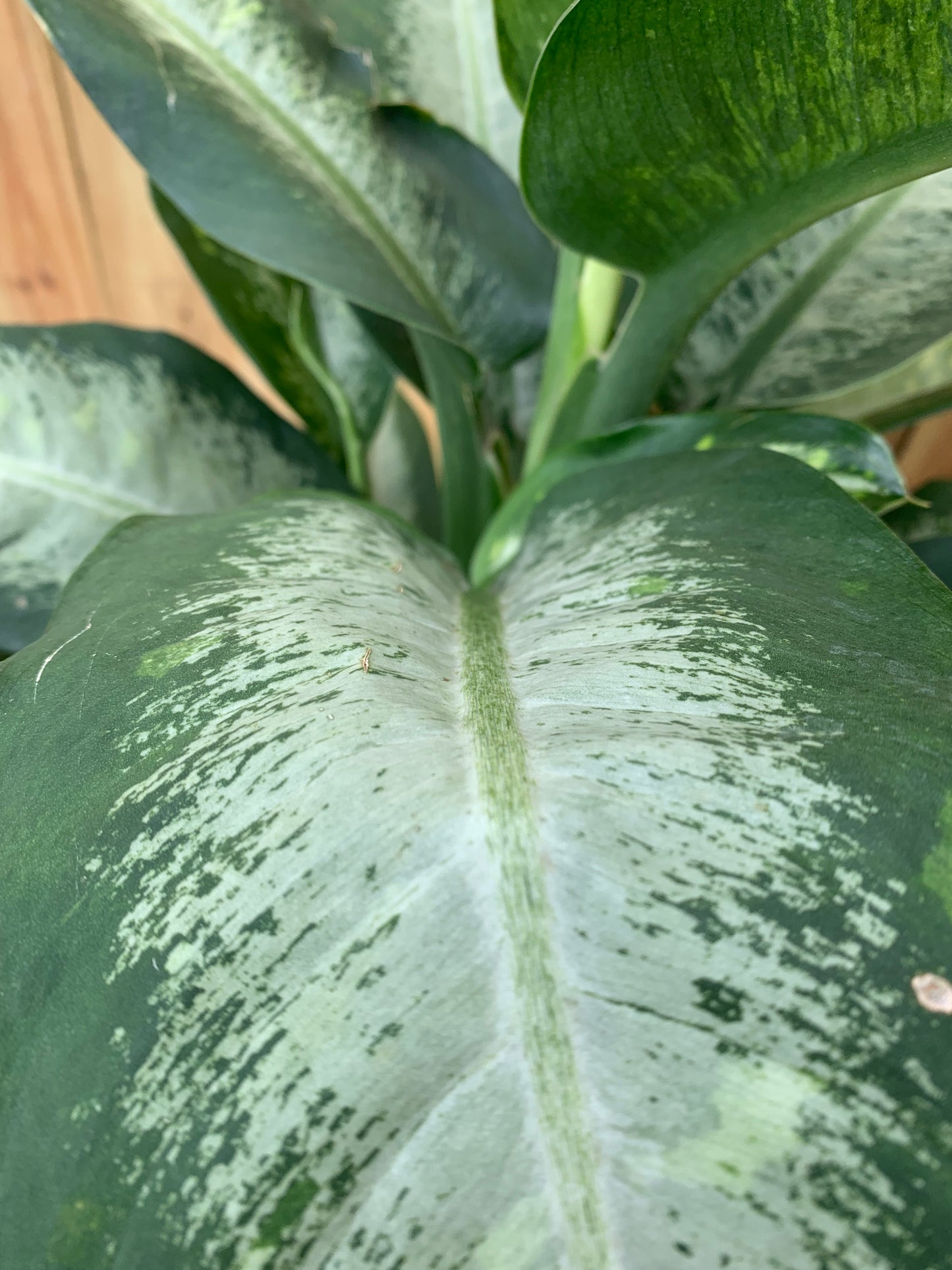 Dieffenbachia Panther