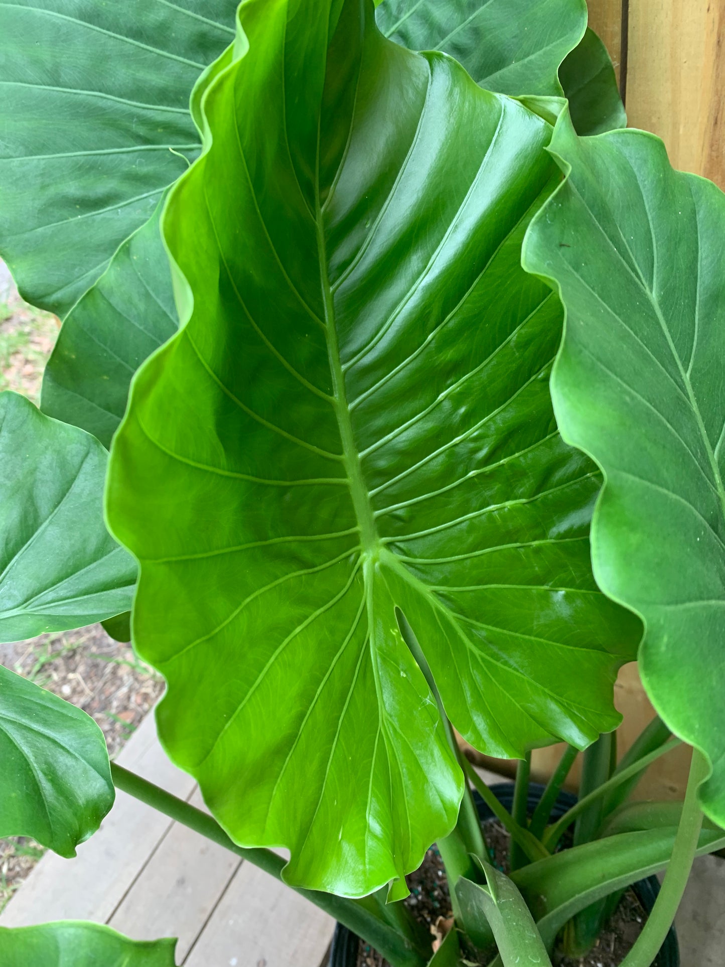 Alocasia California